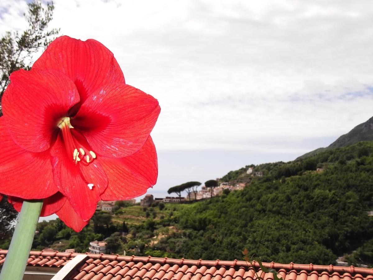 Vila Le Mimose Vietri Exteriér fotografie