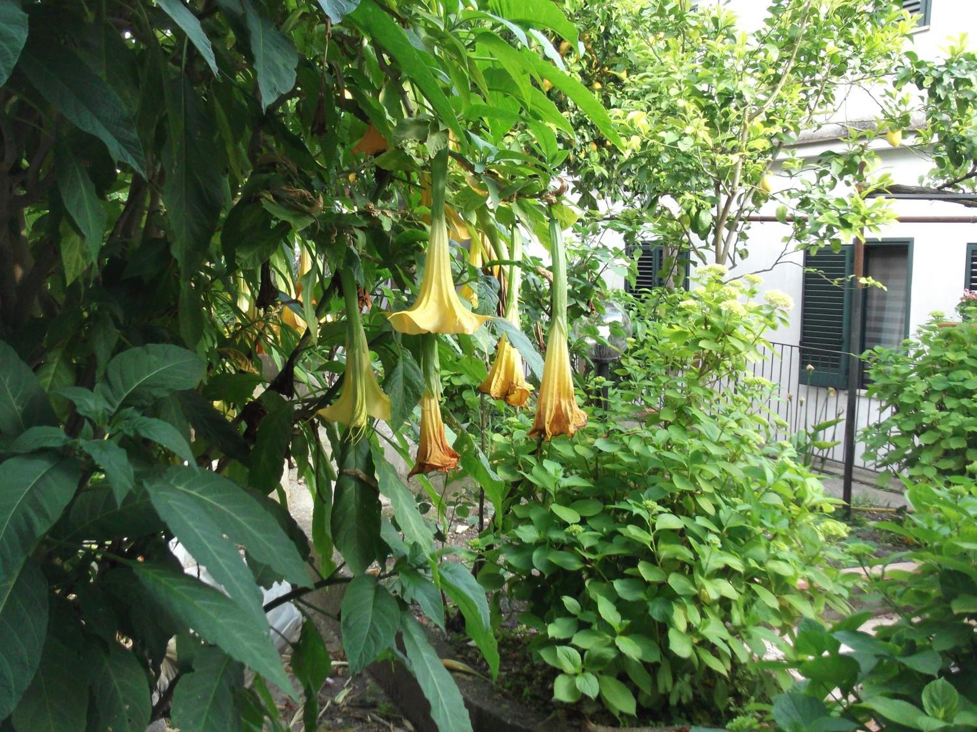 Vila Le Mimose Vietri Exteriér fotografie